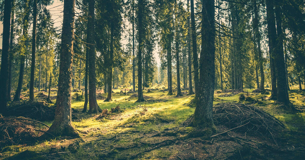 Bosque frondoso con luz natural filtrándose entre los árboles, representando la importancia de la conservación y la biodiversidad forestal.
