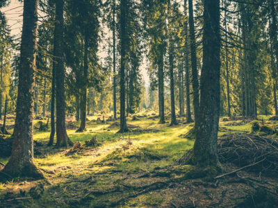 Bosque frondoso con luz natural filtrándose entre los árboles, representando la importancia de la conservación y la biodiversidad forestal.